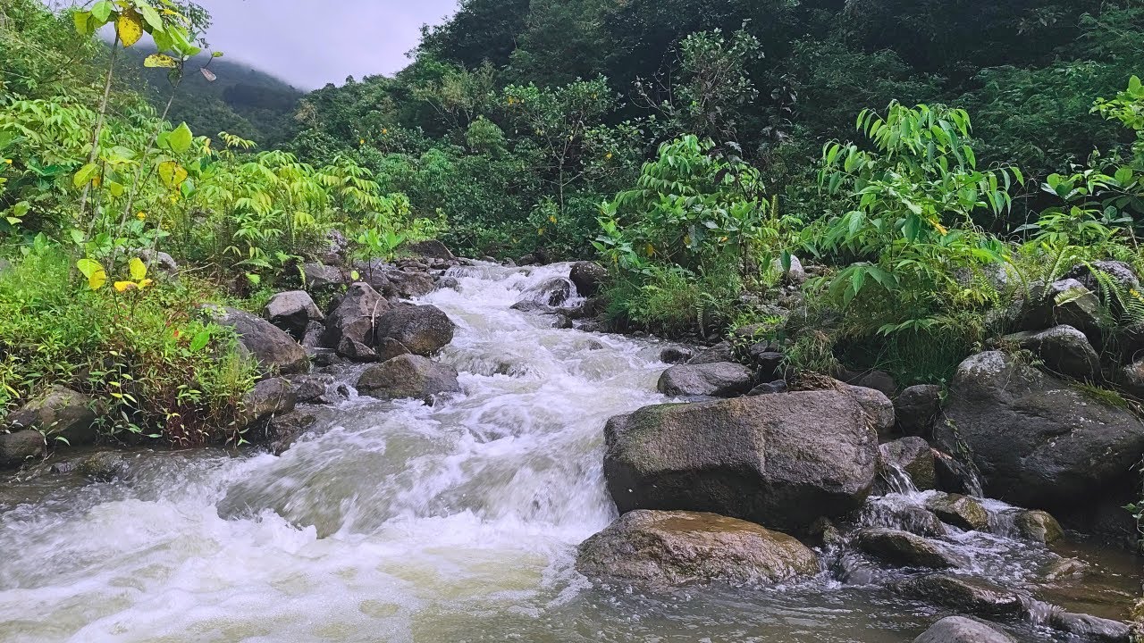 Tranquil Forest River Flow Sounds, Relax and Calm Down, ASMR 4K