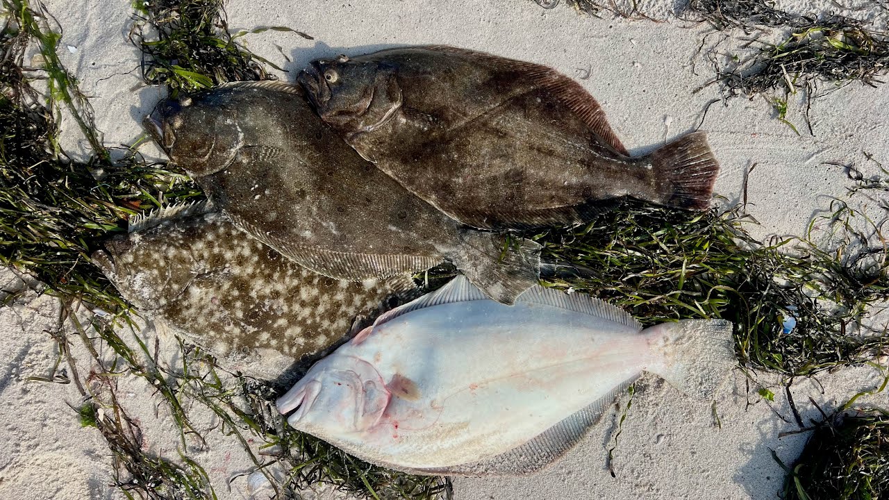 Fluke (Summer Flounder) Fishing! - DOJO Mentality