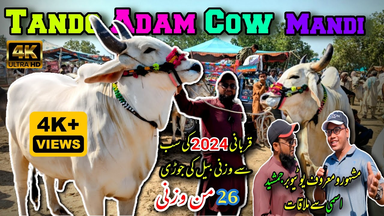 Sindh Ki Famous Tando Adam Mandi | Rates Updates | Qurbani Season 2024 | Sibbi Bull