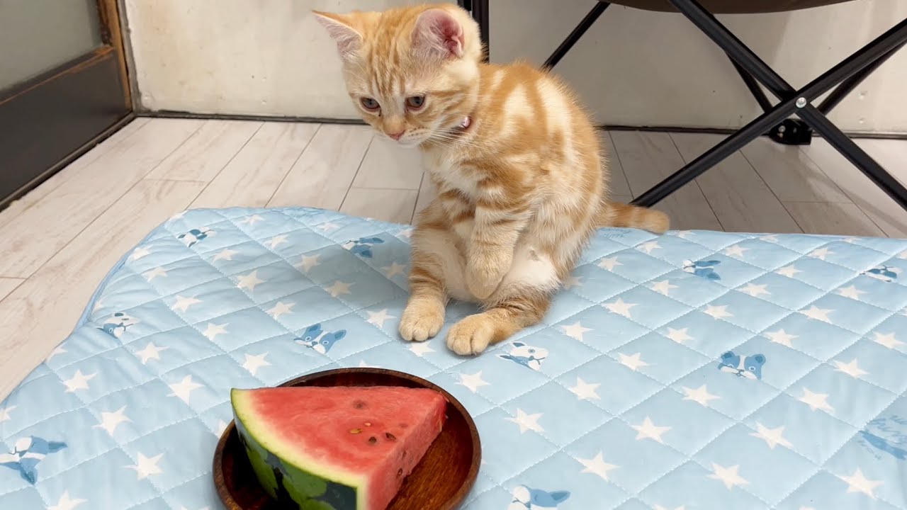スイカにびっくりして立っちゃう子猫がかわいすぎました！🍉