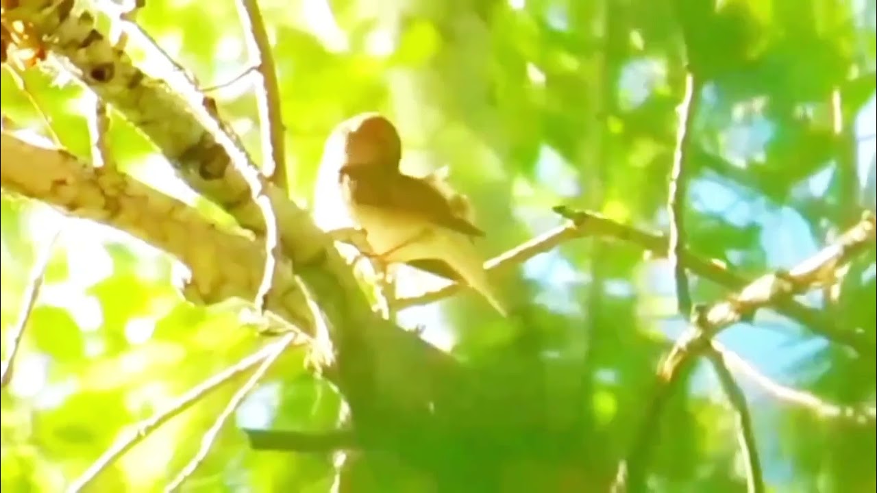 The Secret Song of the Thrush Nightingale