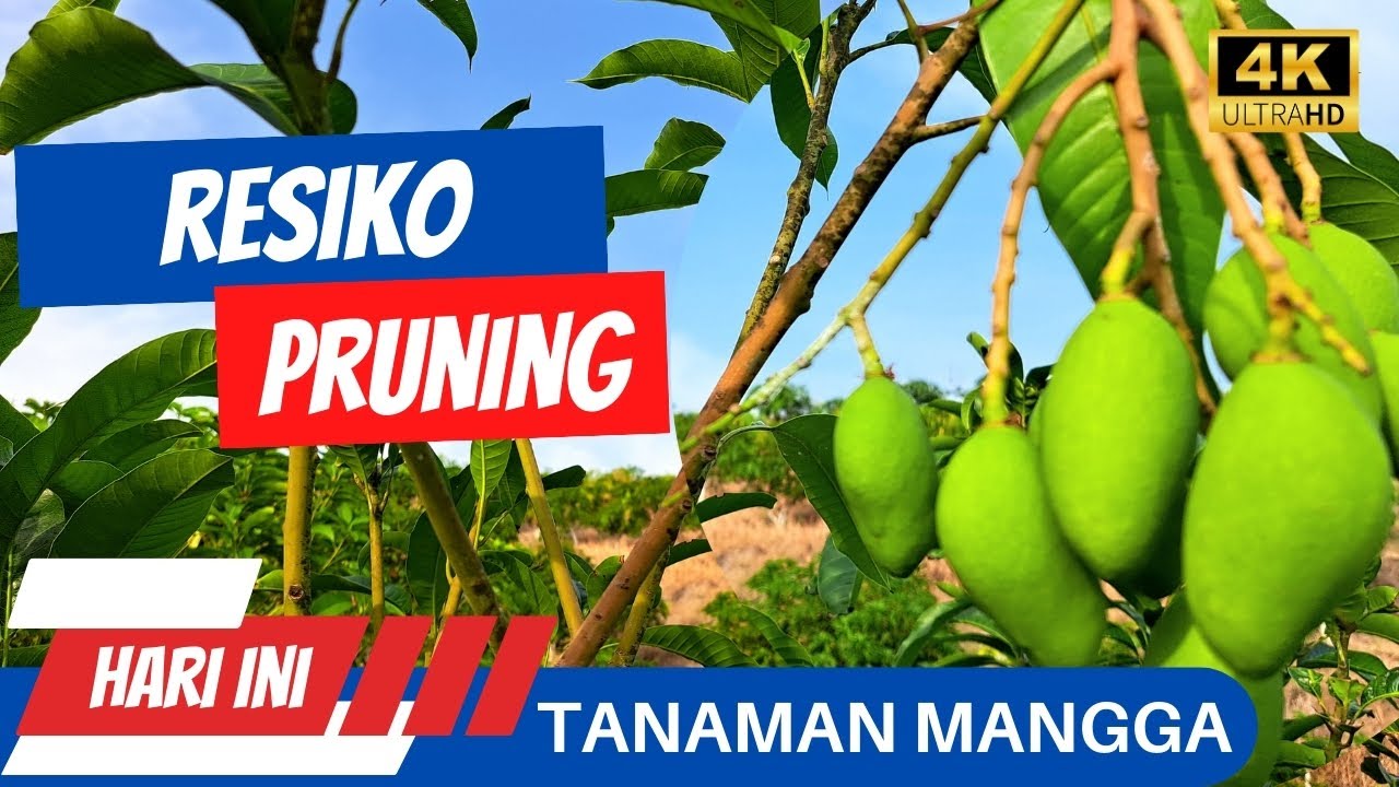 Hati- Hati...!!! Efek Pruning Tanaman Mangga