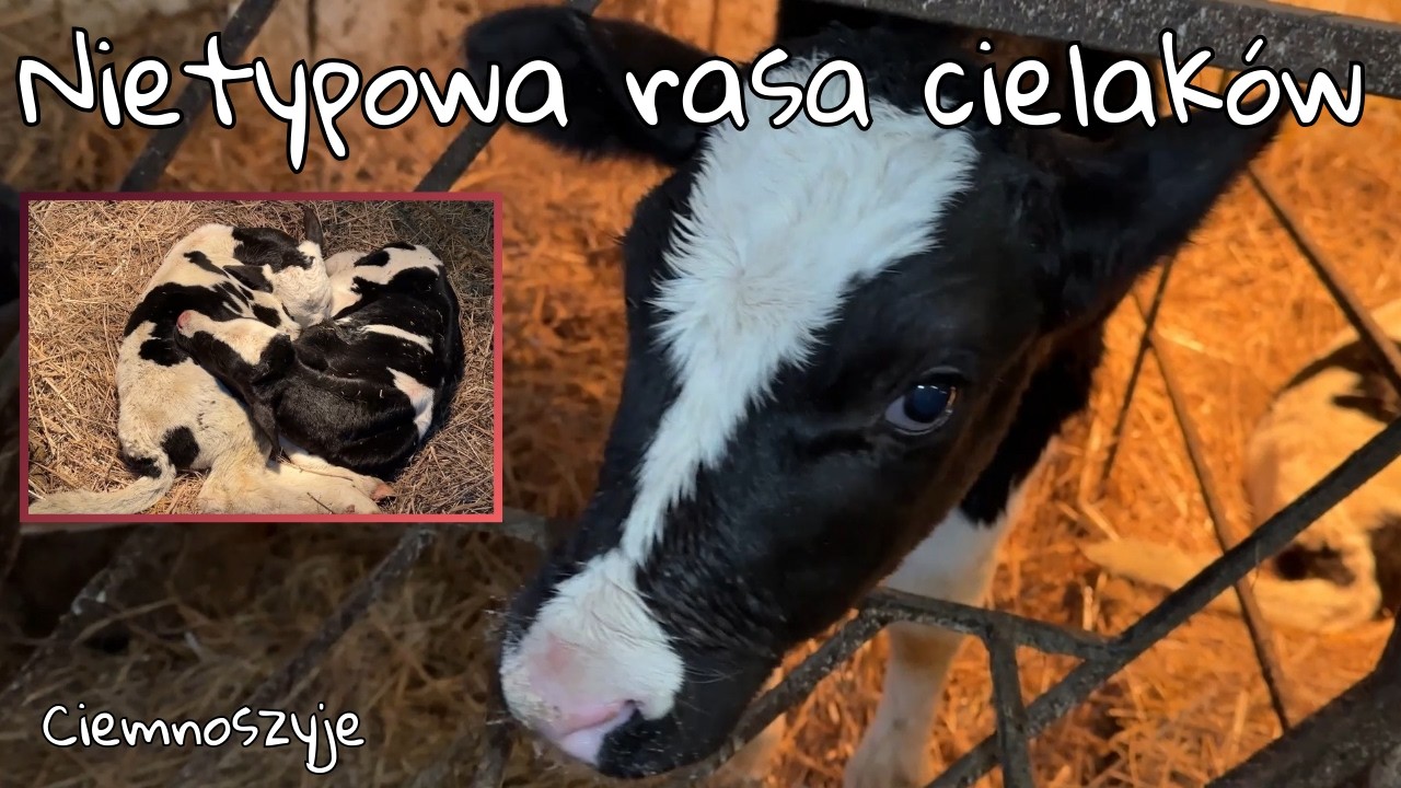 Jak radzimy sobie przy silnych mrozach Nietypowe rasy bydła w Ciemnoszyjach HF z BB Rolnicy z Podlas