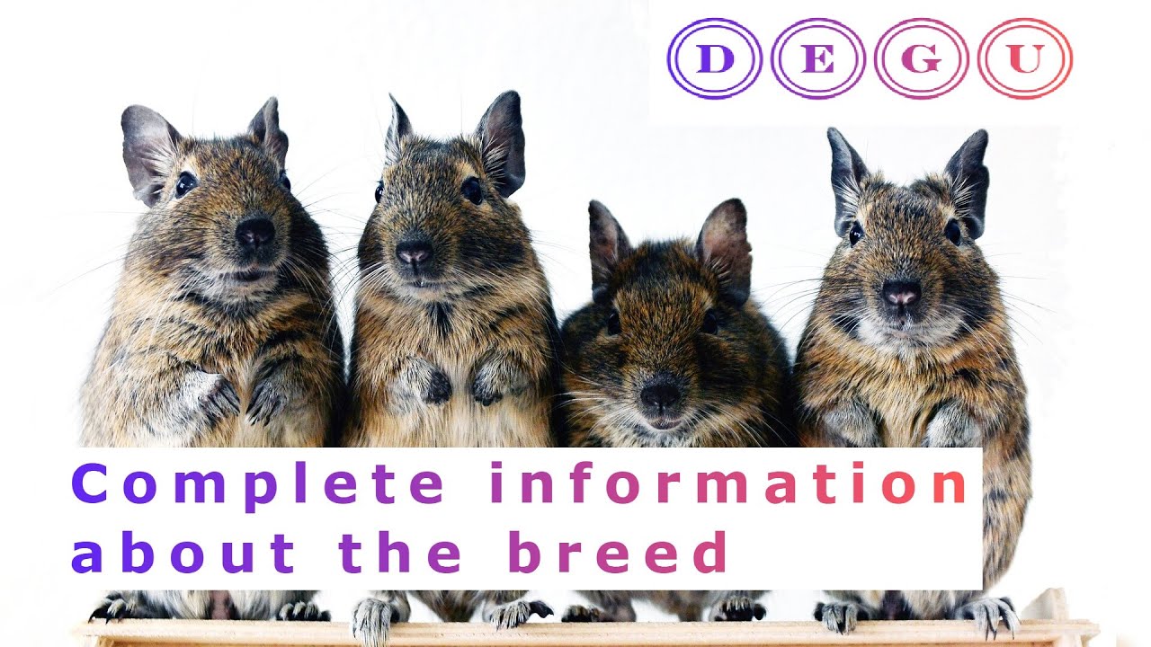 Degu. Pros and Cons, Price, How to choose, Facts, Care, History