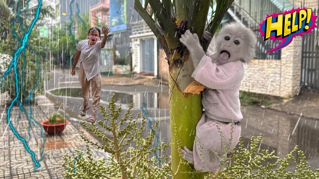OMG: Lucky sneaked out without mom, got caught in a storm, and had a terrifying ending!