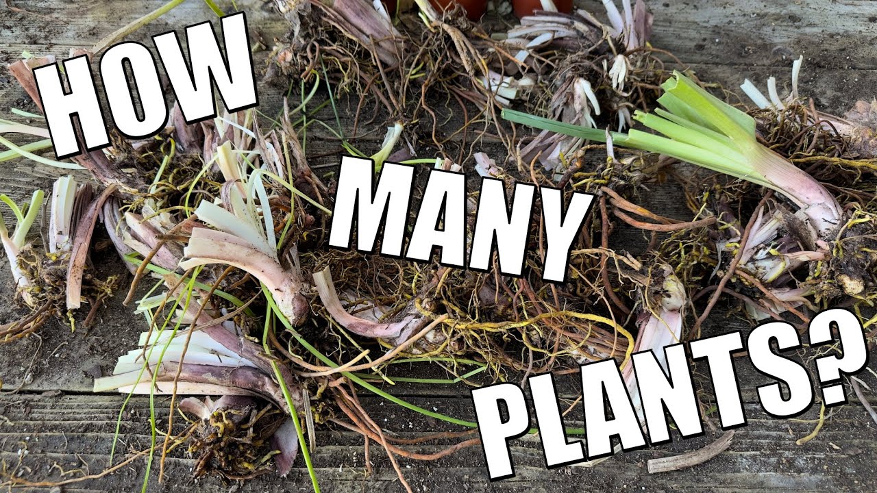 Dividing Red Hot Poker - Fall Blitz Day 9