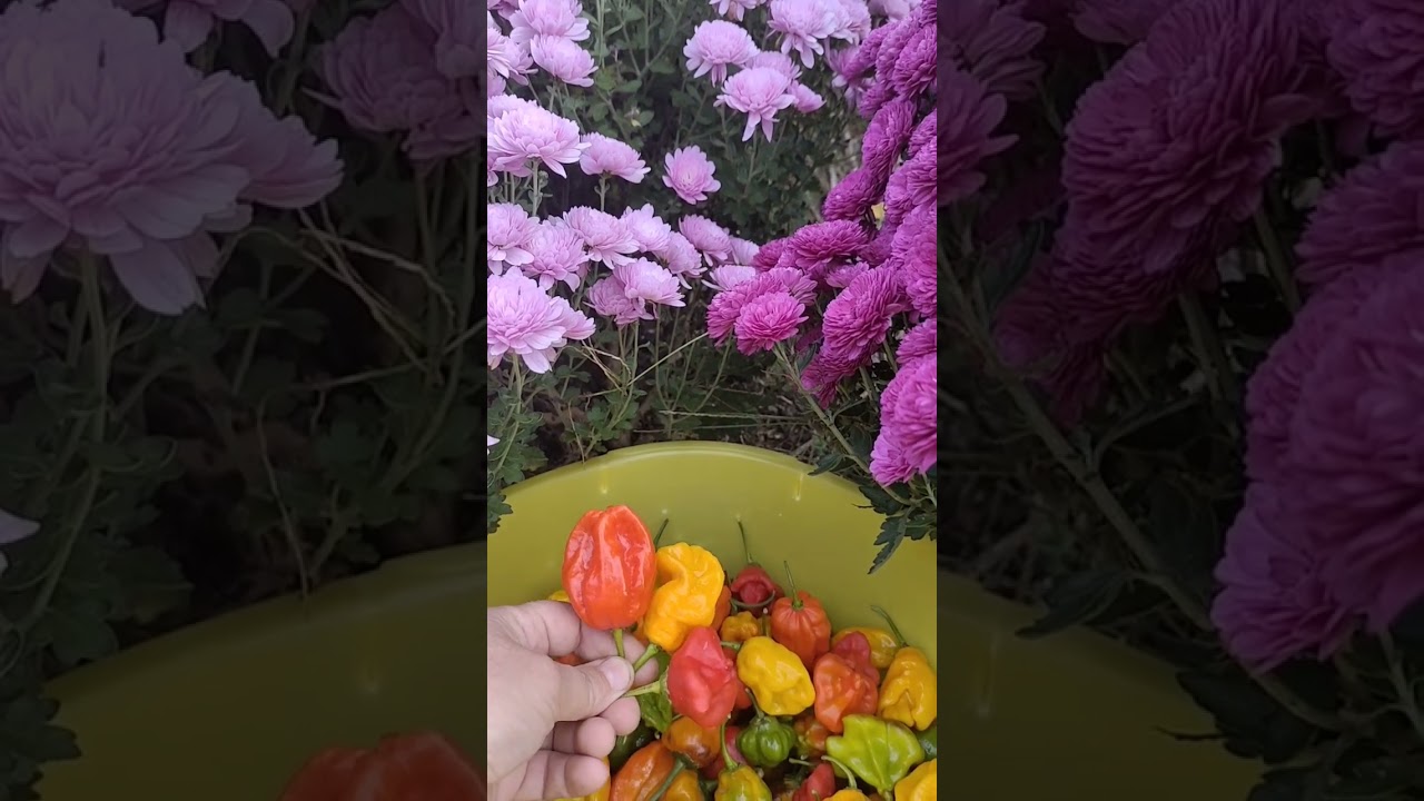 Прекрасное и острое ❤️