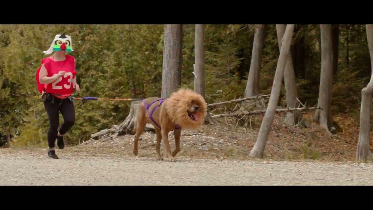 Cinematic Dog Racing 23: Inverhuron Dryland Race