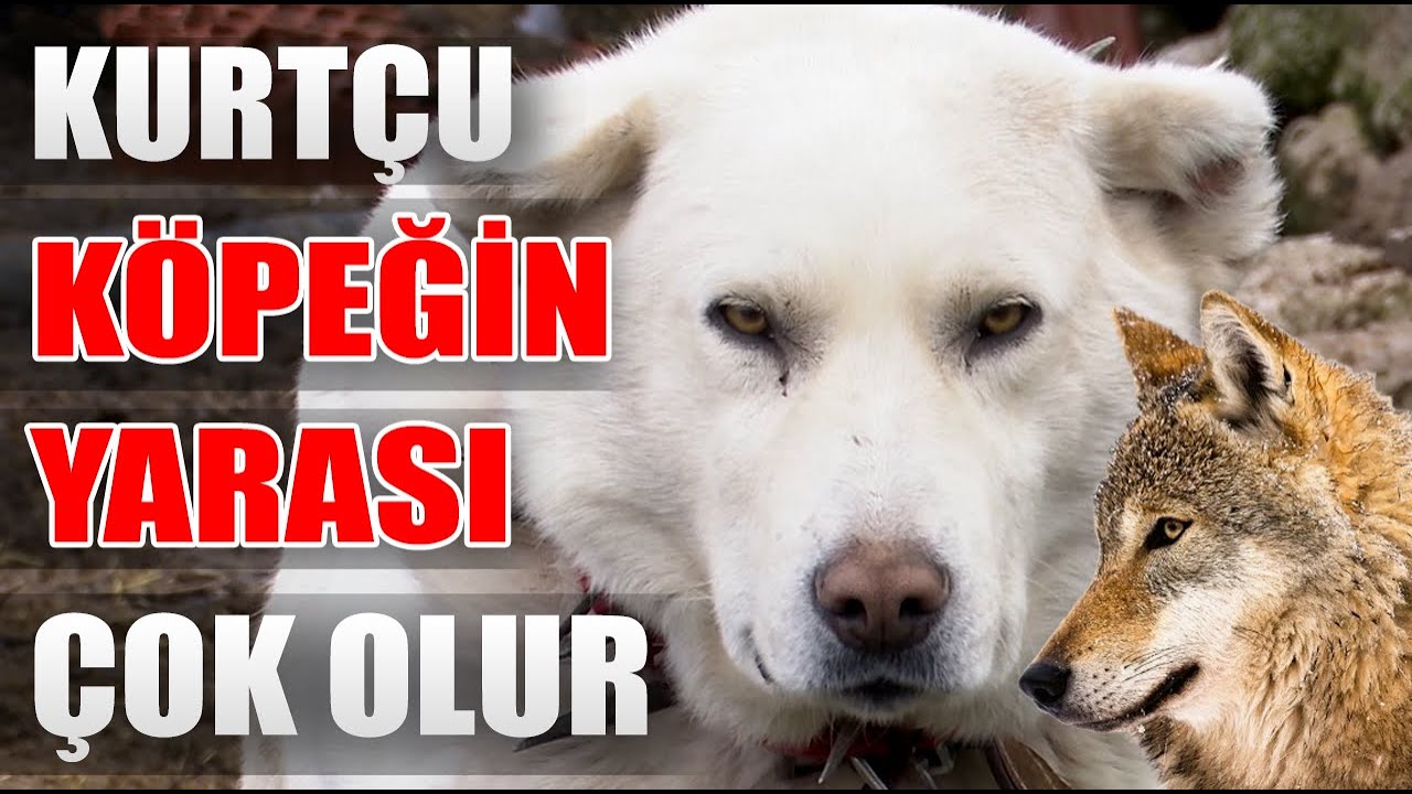 500 Koyunu Tek Başına Koruyan Akbaş! Kurtçu Köpeğin Yarası Eksik Olmaz! / Anadolu Aslanları