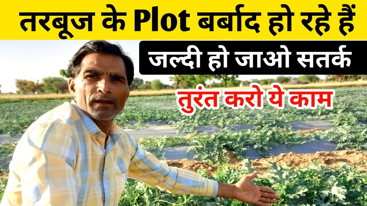 तरबूज के पूरे के प्लॉट बर्बाद हो रहे हैं इस बीमारी से जल्दी करो ये काम |