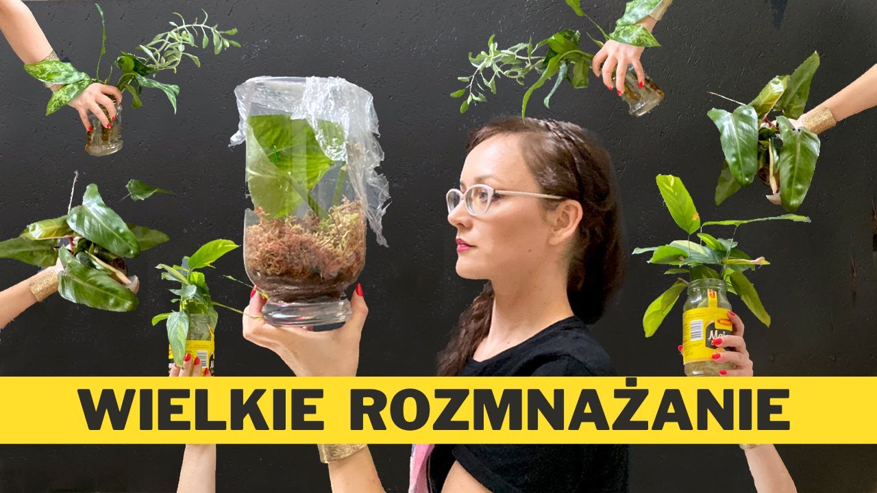 Jak i kiedy rozmnażać ROŚLINY domowe ? 🌱ROZMNAŻANIE  30 różnych roślin doniczkowych 🌱 VLOG
