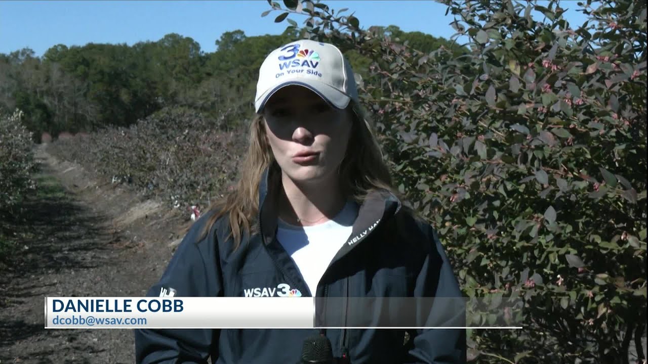 Coosaw Farms looks to freeze blueberry crops ahead of potential icy weather