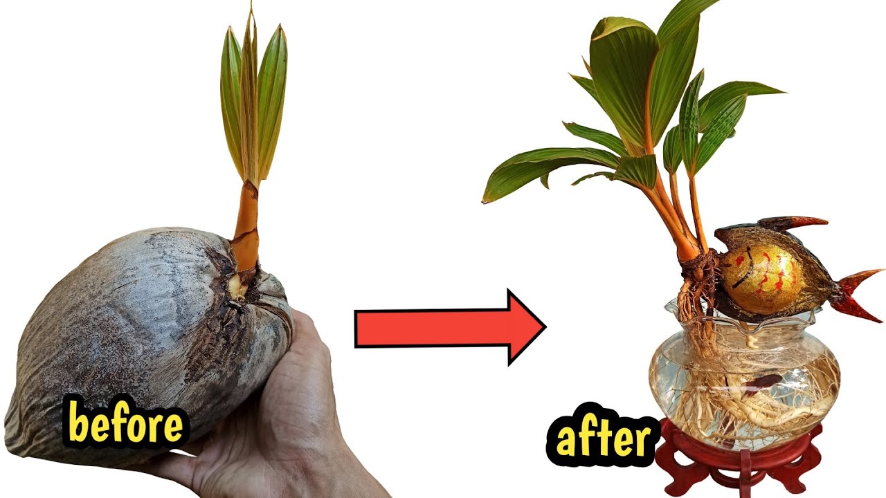CARA MEMBUAT BIBIT KELAPA MENJADI BONSAI KELAPA YANG LUAR BIASA