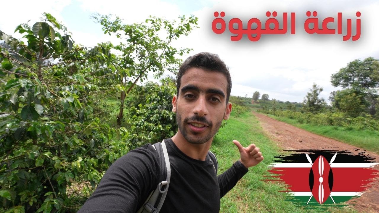 كيف تزرع القهوة | زرع وقطف القهوة في كينيا 🇰🇪