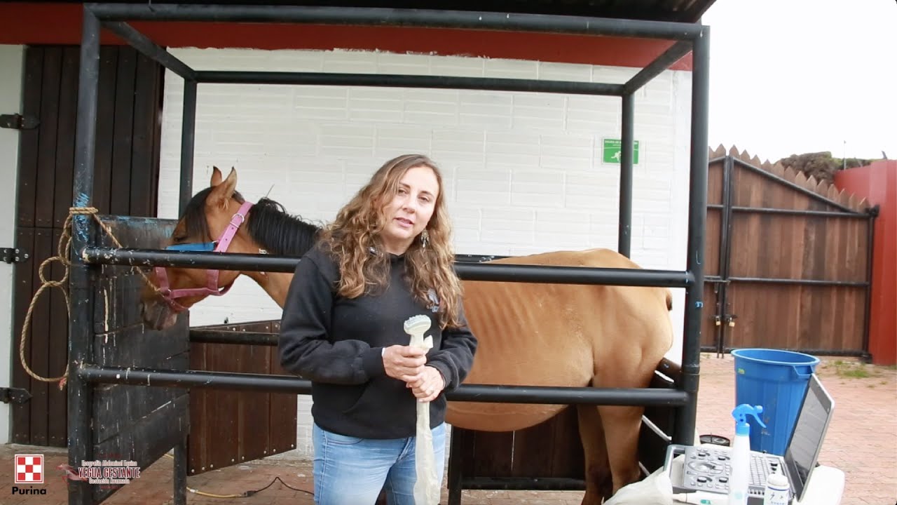 Ultrasonido y ecografía en yegua gestante