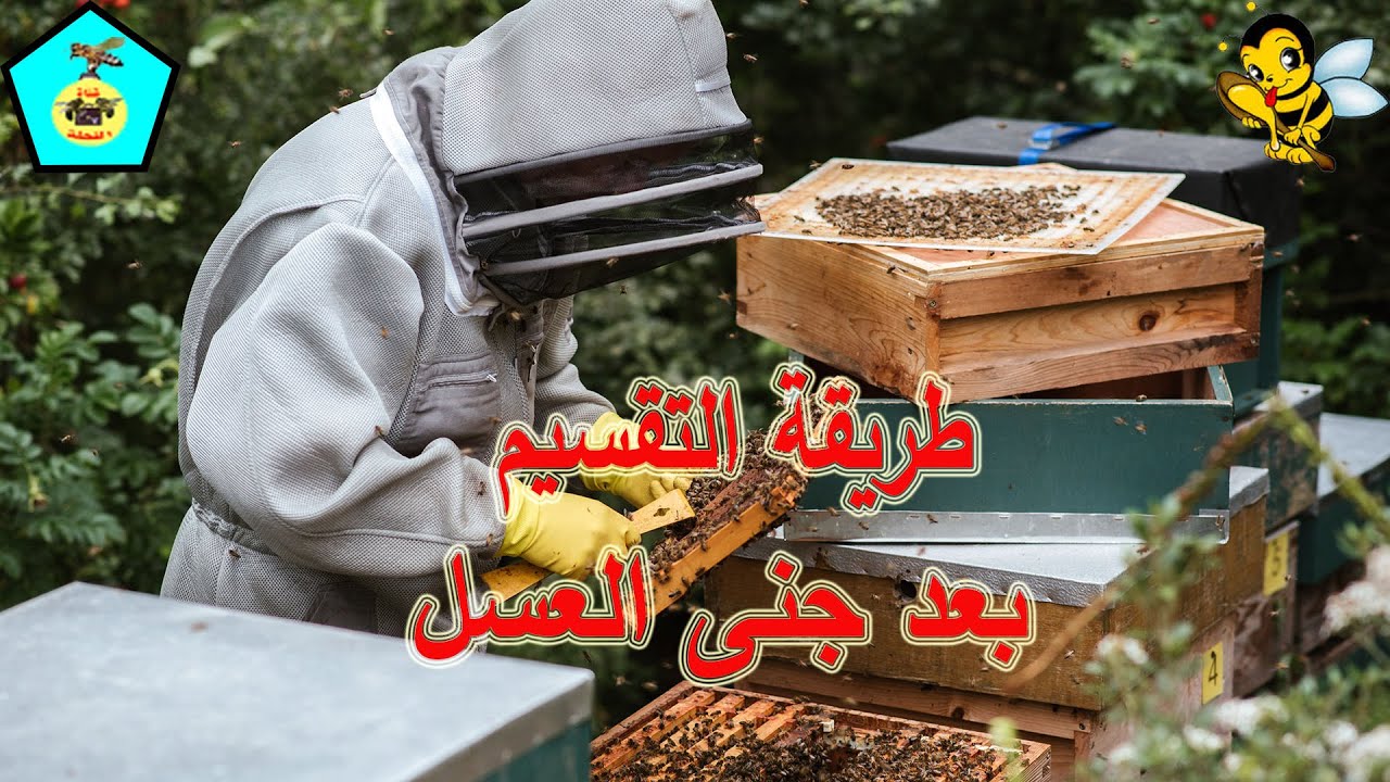 هل يمكننا التقسيم بعد جنى العسل