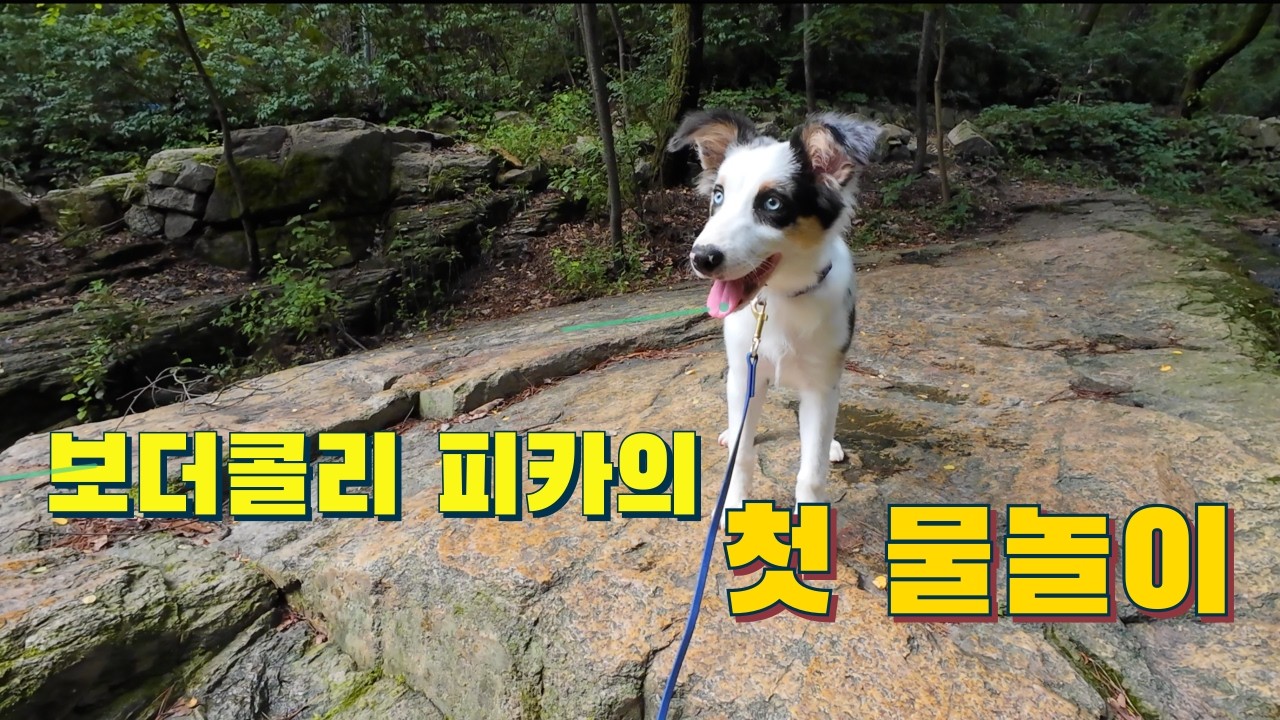 4개월 보더콜리의 여름 봉화산 정복기 | 등산 후 계곡 물놀이