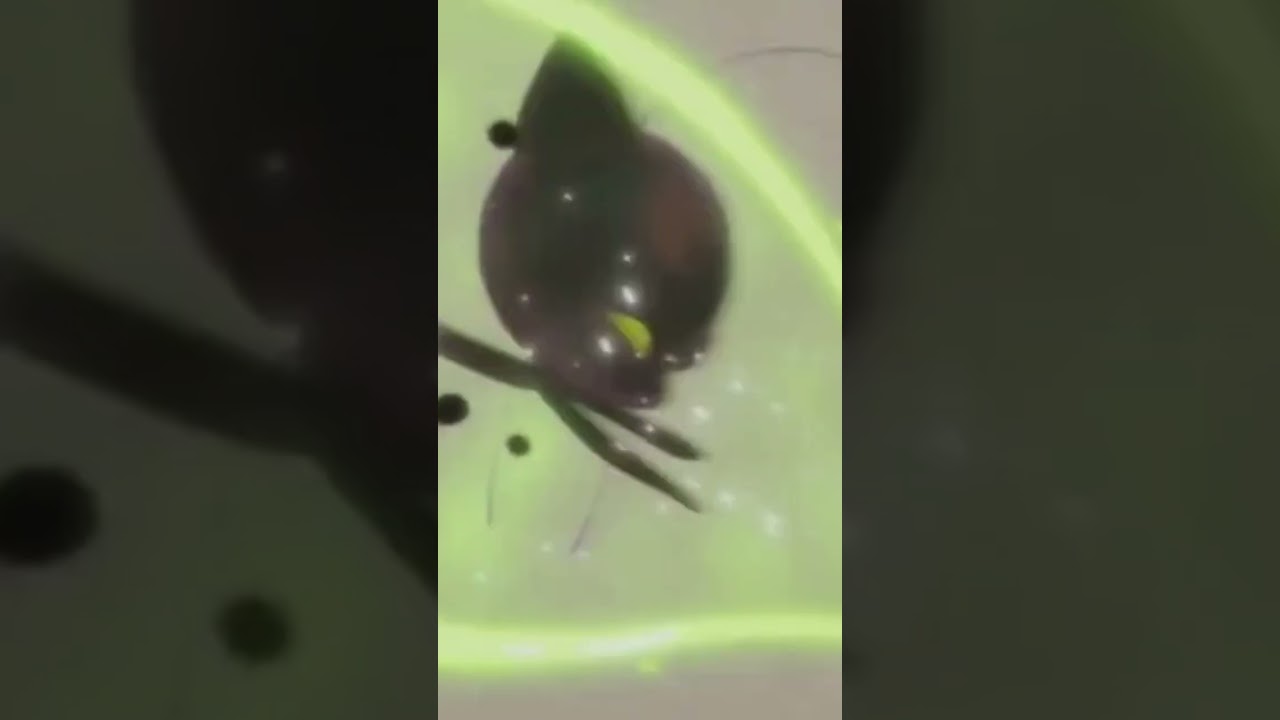 plagga dies 😱🥺🥺plagga se suicida 😱😭😢  / #miraculous #edit #chorts