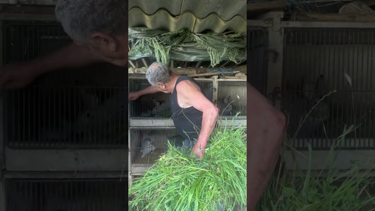 Jean Louis nous pr&eacute;sente la basse cour