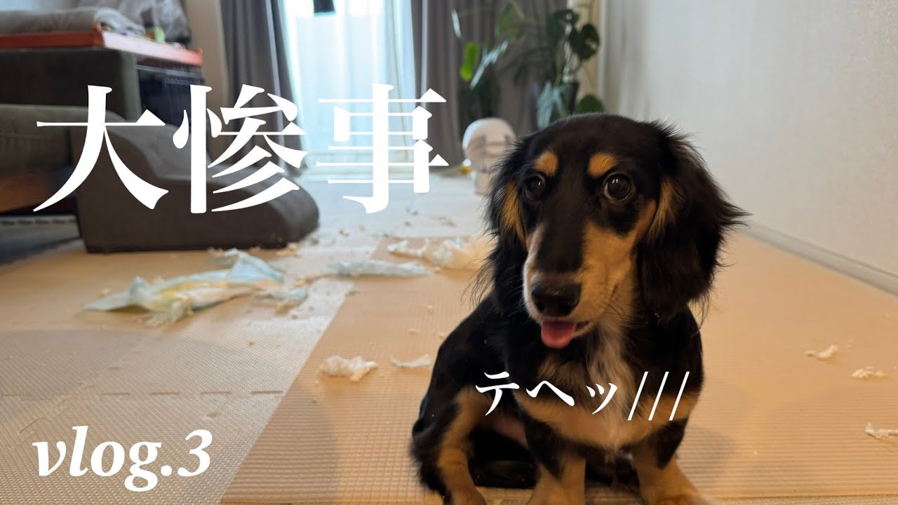 お留守番中の大惨事！？お茶目なミニチュアダックスの初ヤンチャ