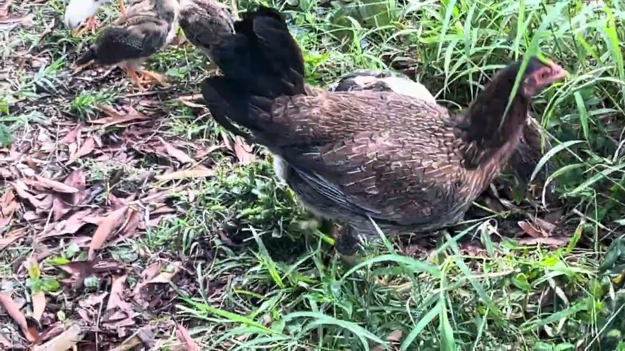 Video para la diáspora, en en especial, lo de New York. Así adapté mis gallinas.
