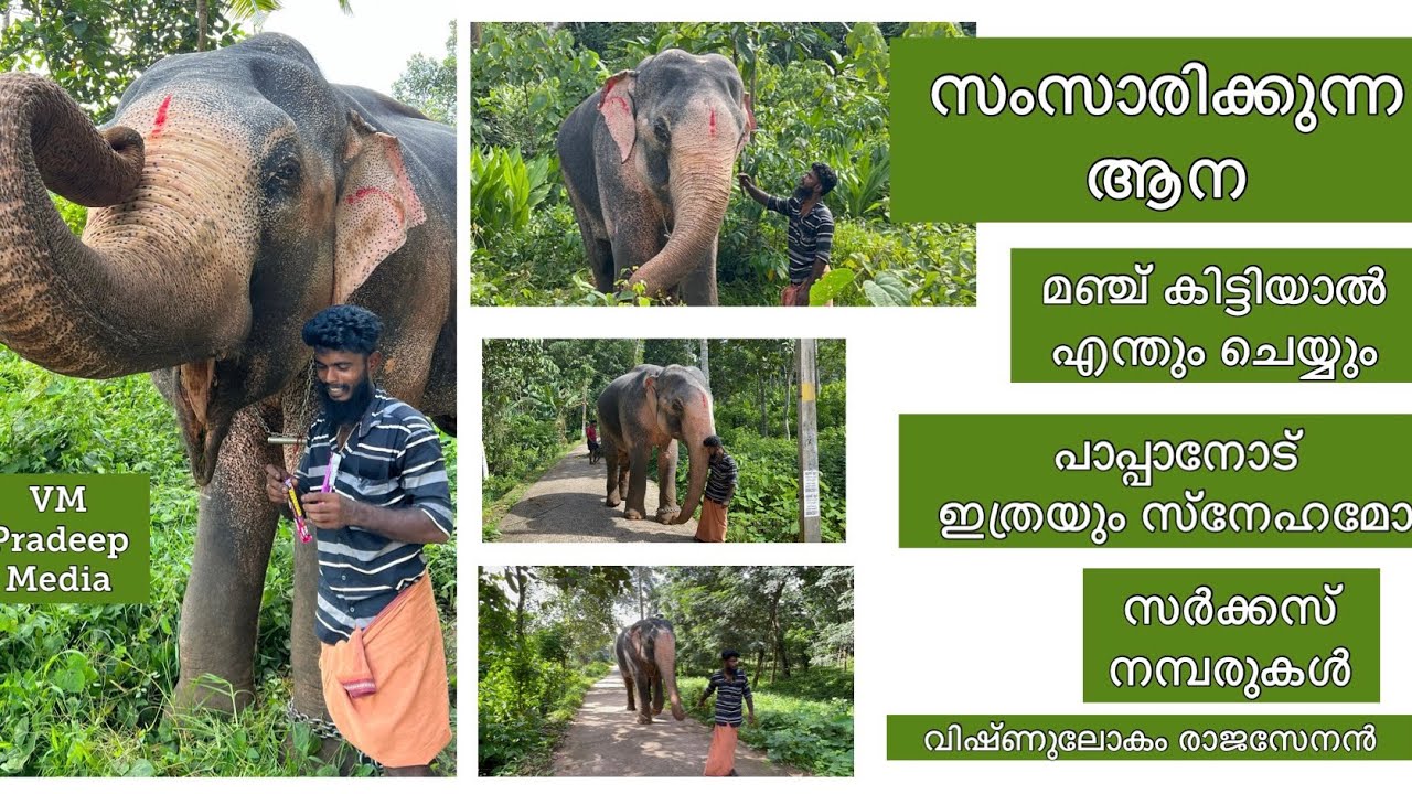 സംസാരിക്കുന്ന ആന മഞ്ച് കിട്ടിയാൽ എന്തും ചെയ്യും The talking Elephant വിഷ്ണുലോകം രാജസേനൻ