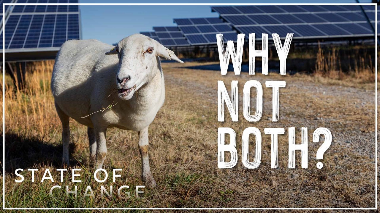 How sheep make solar energy production easier | State of Change: Solar Harvest
