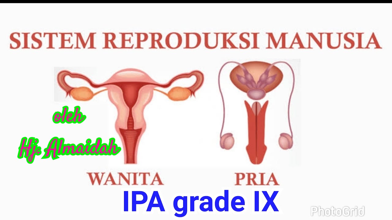 #ReproduksiManusia #OrganReproduksi || Sistem Reproduksi Manusia || IPA SMP kelas 9
