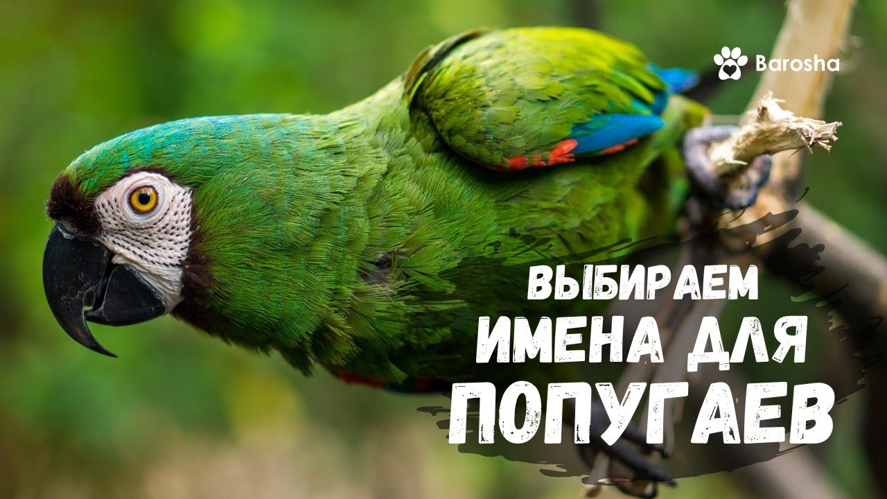 🌟 Выбираем имена для попугаев 🌟 Красивые и прикольные клички для ваших попугаев