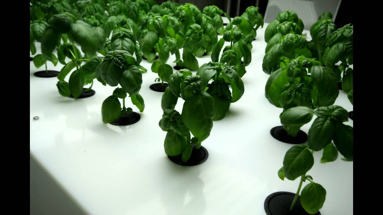 Indoor Farming with Aeroponics by Indoor Harvest