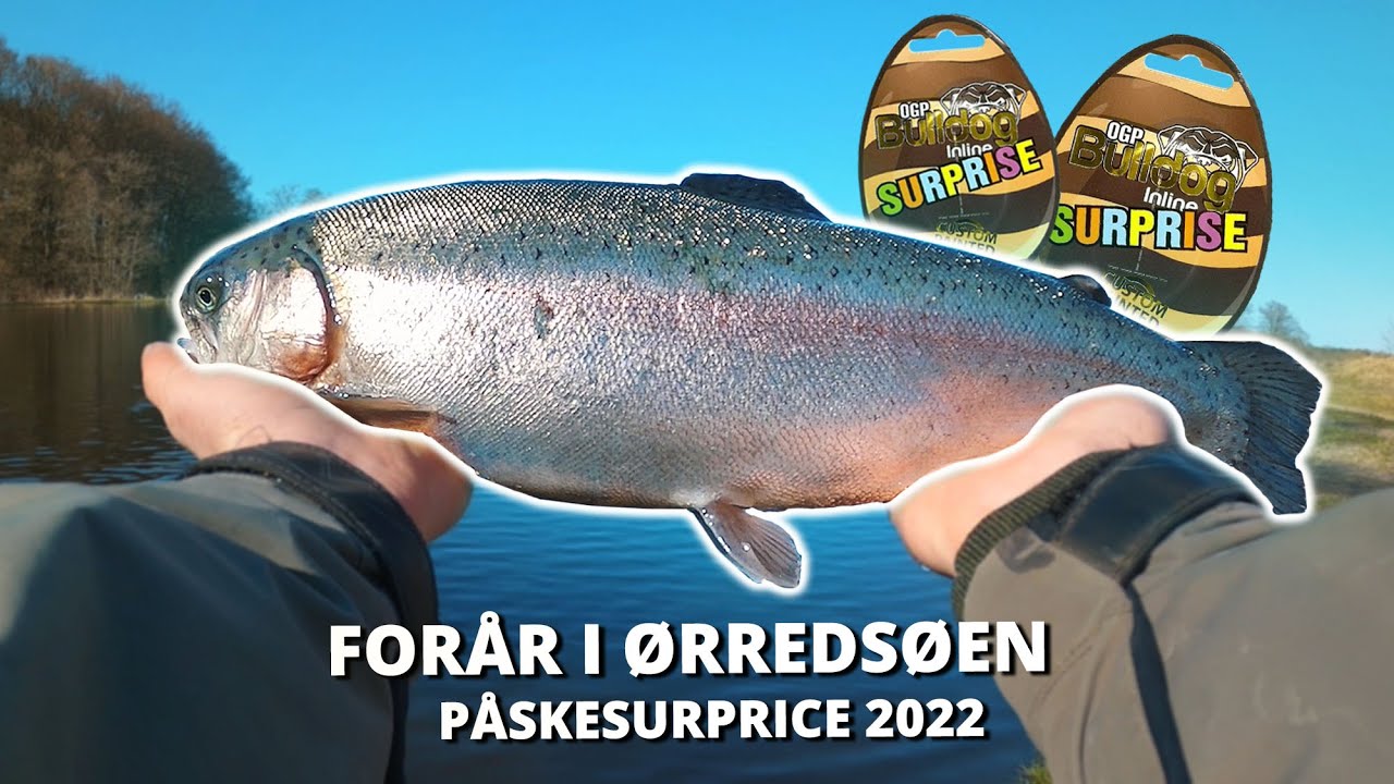 Actionfyldt Dag I Ørredsøen! Fanger Mit Livs Smukkeste Regnbueørred