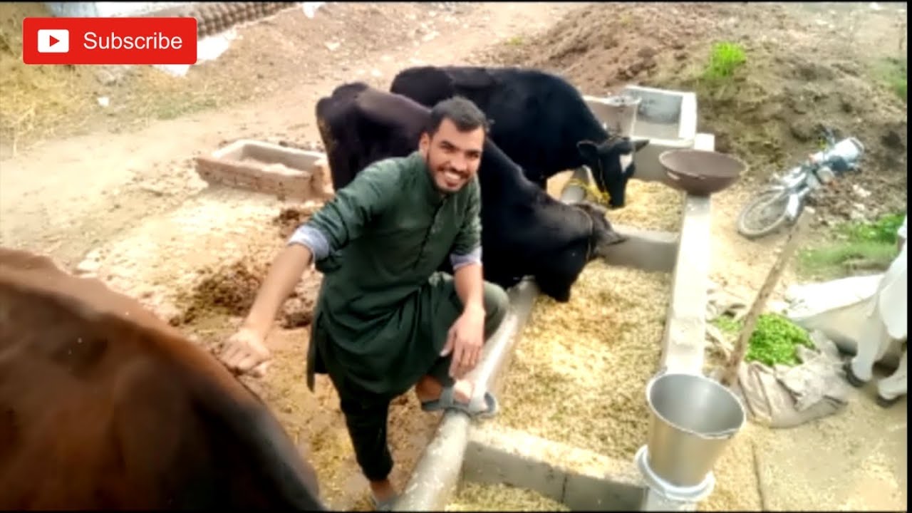 Pind da mahaul 🐄🐂