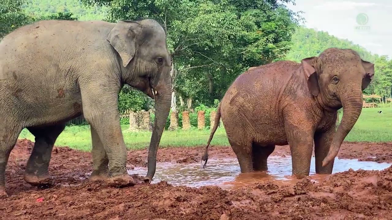 The reunion of two sisters, Chana and Sai Thong.