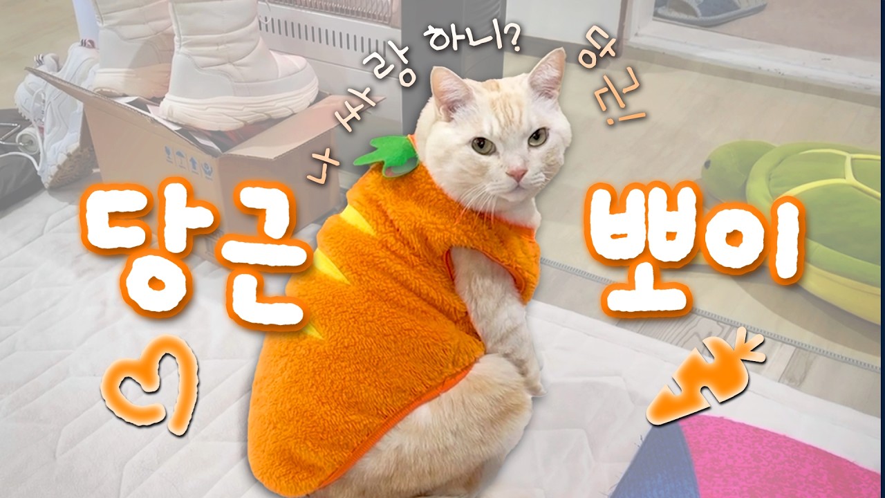 테무 당근옷 | 당근옷 입고 까까도 먹구~ 산책도 하구~ 🥕🧡