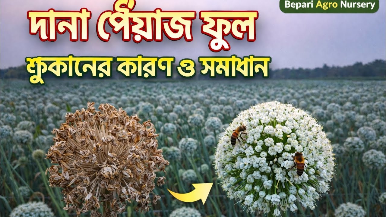 দানা পেঁয়াজের ফুল কেন শুকিয়ে যায়? | কারণ ও সহজ সমাধান | Onion Seed Flower Problem