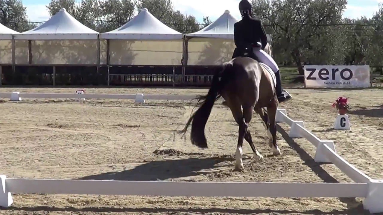 DANIELA COLANINNO su CHARLIE BROWN M100 68.456% Ruvo di Puglia Trofeo Inverno Dressage Puglia