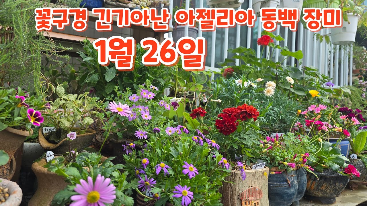 #꽃구경 #긴기아난 #아젤리아 #동백 #관리하기 #키우기