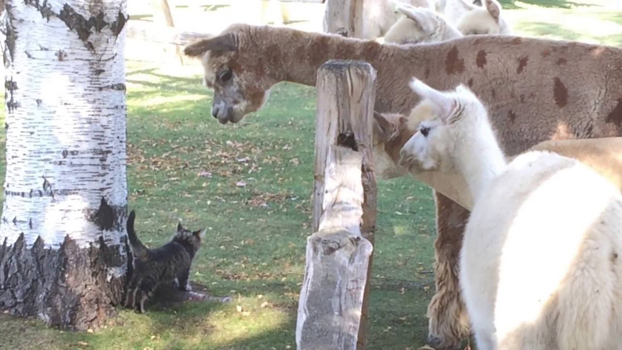 Alpacas are so curious of the Kittens!