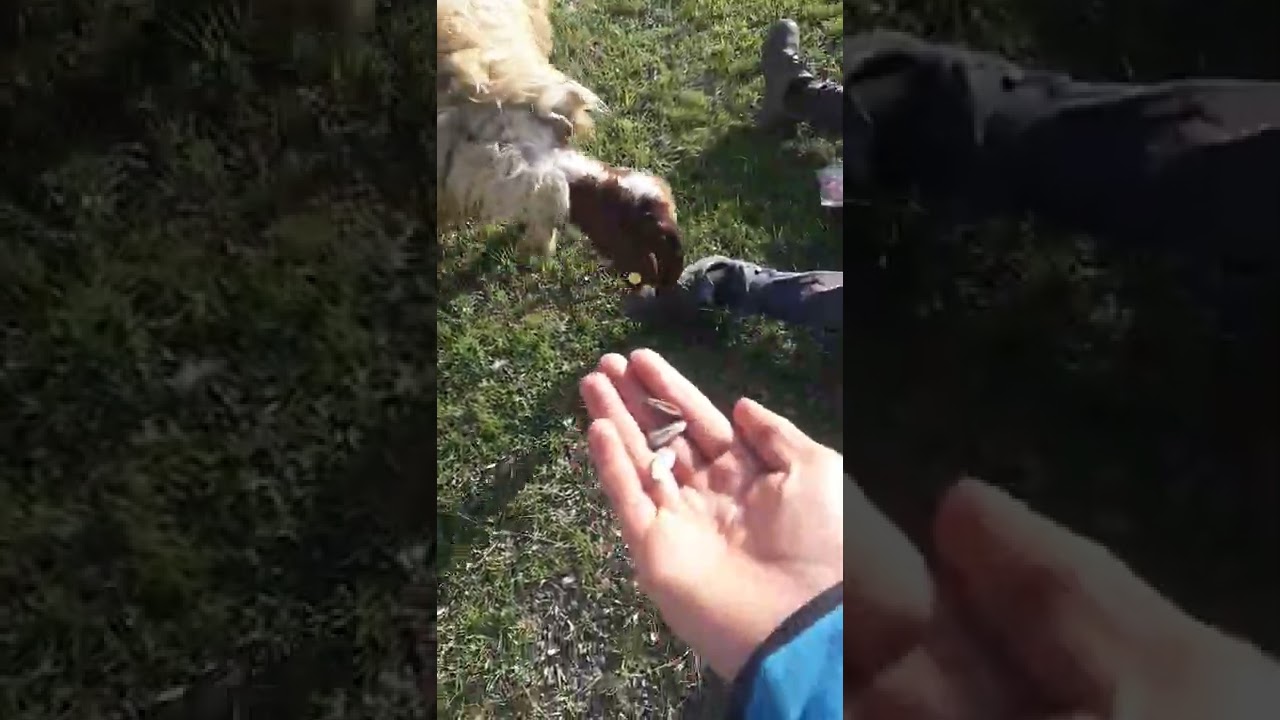 cemşit iş başında