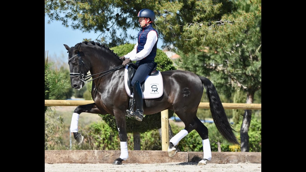 Poeta de Susaeta - Training for PSG level - Dressage Horses - Black Andalusian horse