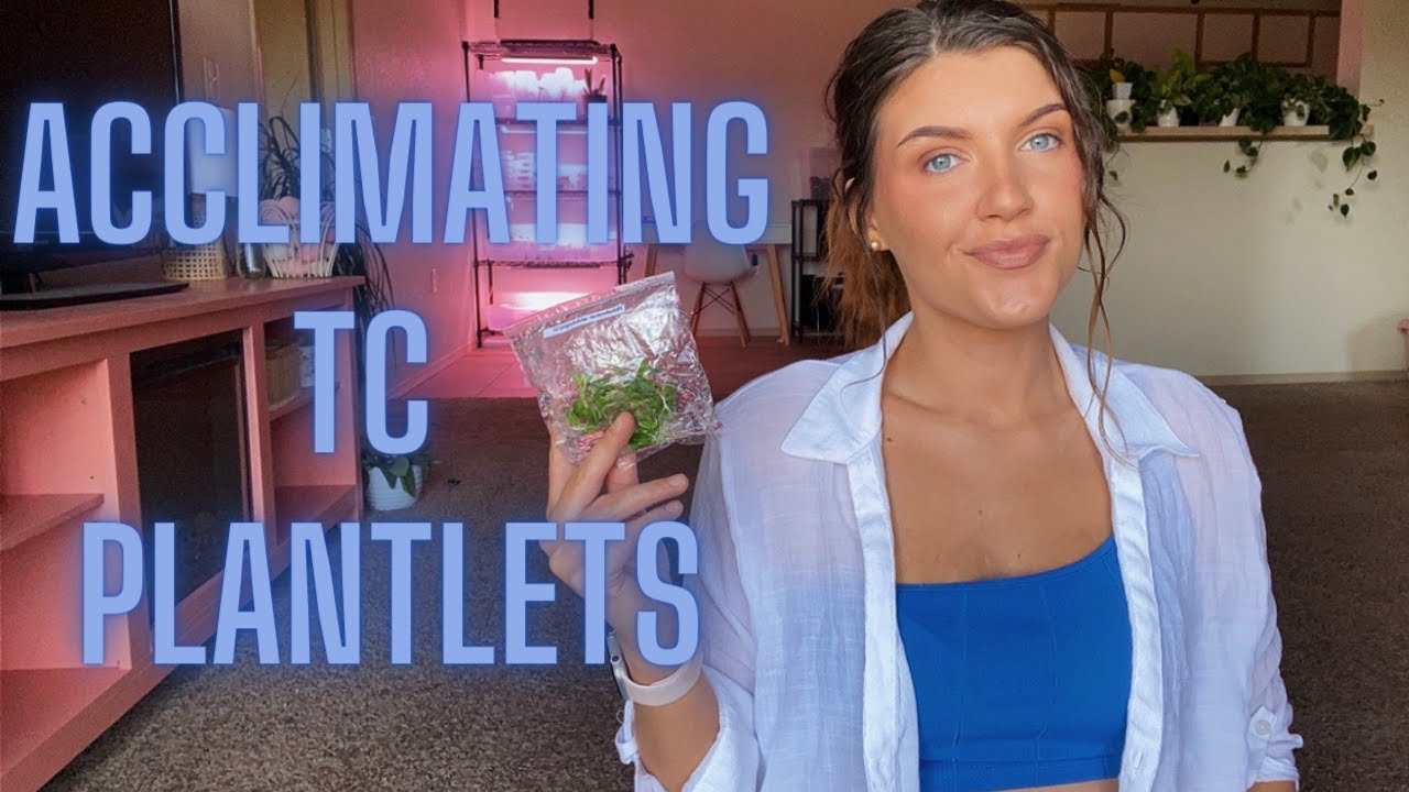 TISSUE CULTURE 101 | PART 4 | Acclimating Tissue Culture Plantlets in Vitro