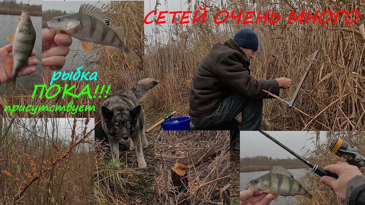 Сетей много, но рыба ПОКА есть... Осенний окунь на микро речке.