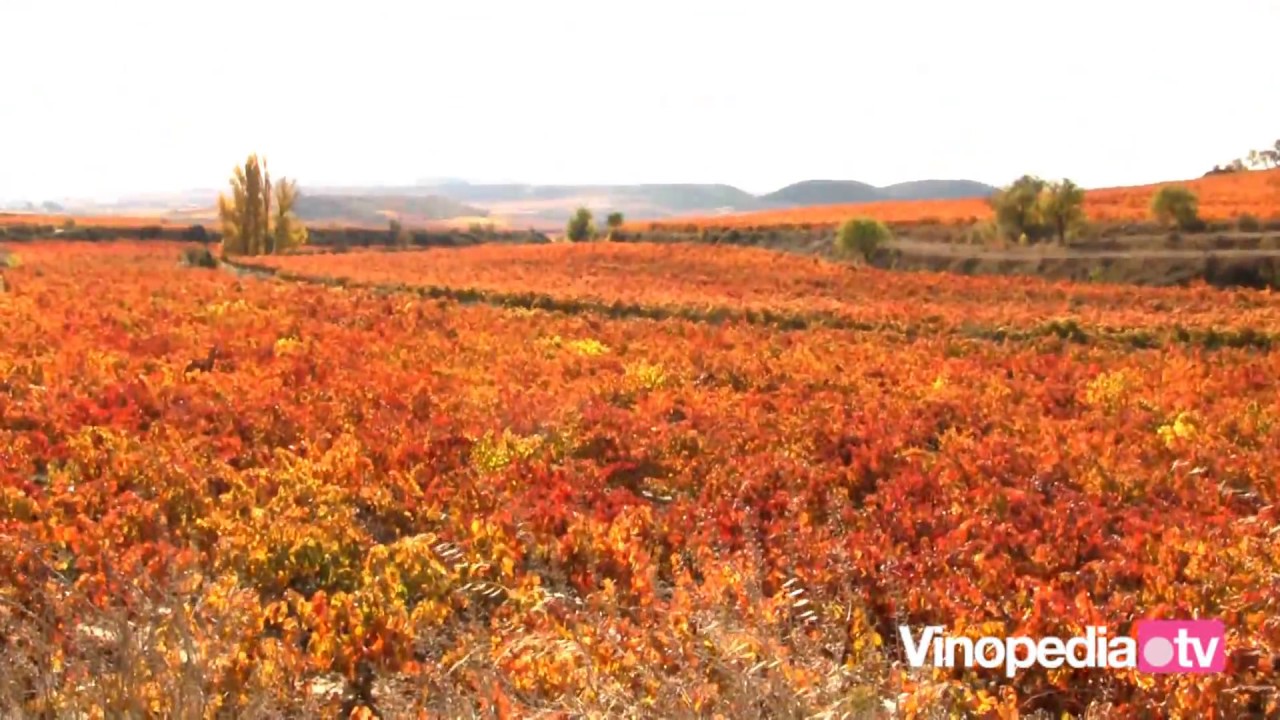 Chapter 17. Colours and textures of wine