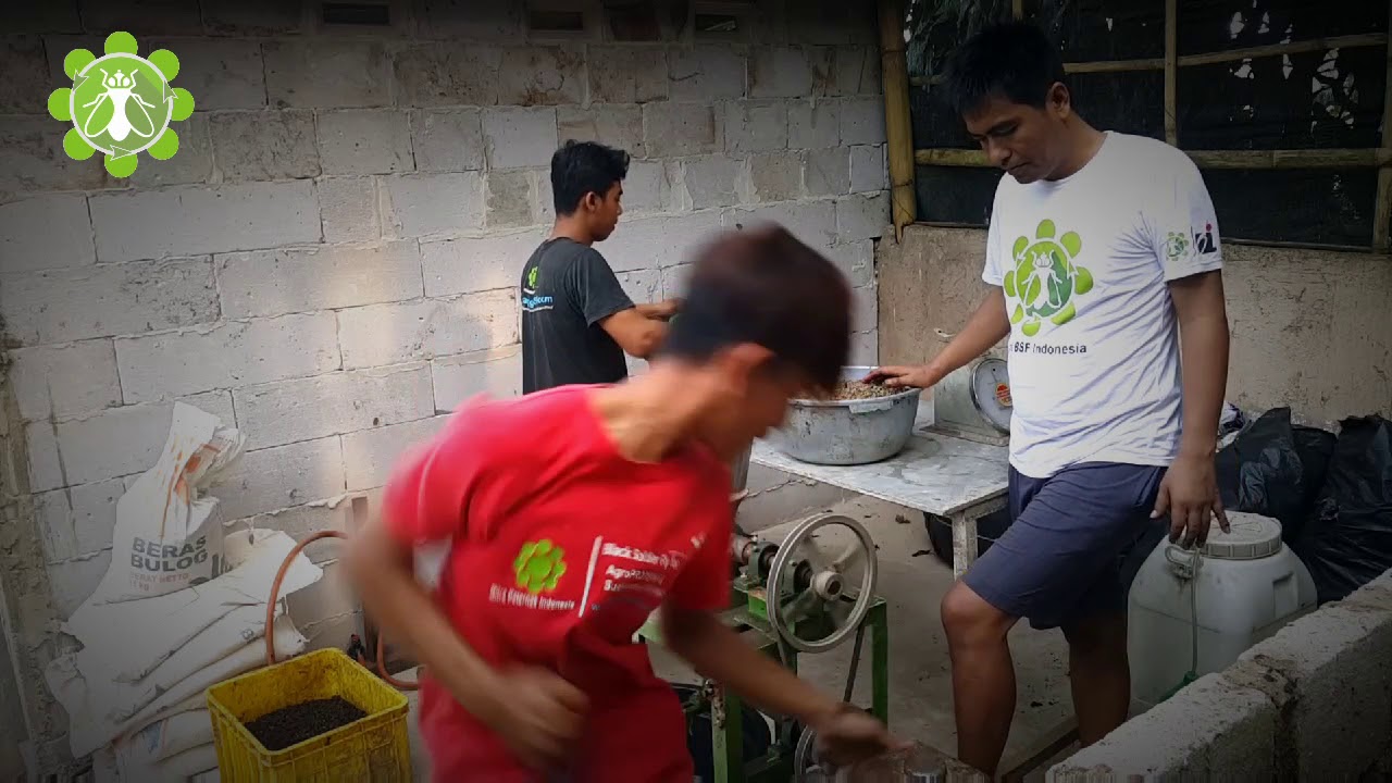 #30 Part 2/4 : Pengolahan MAGGOT BSF I Giling-Fermentasi-tepung