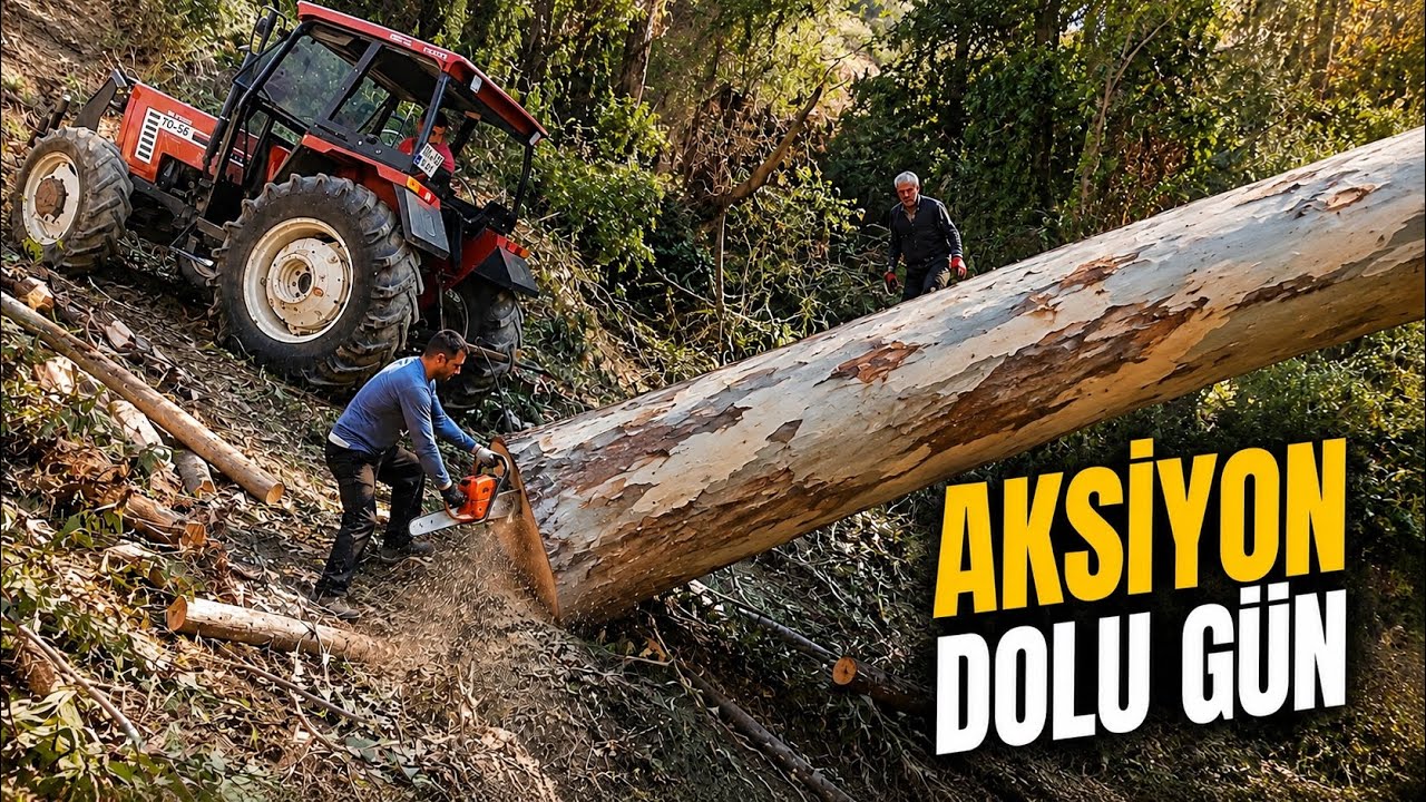 Aksiyon Dolu Ağaç Kesimleri ! 