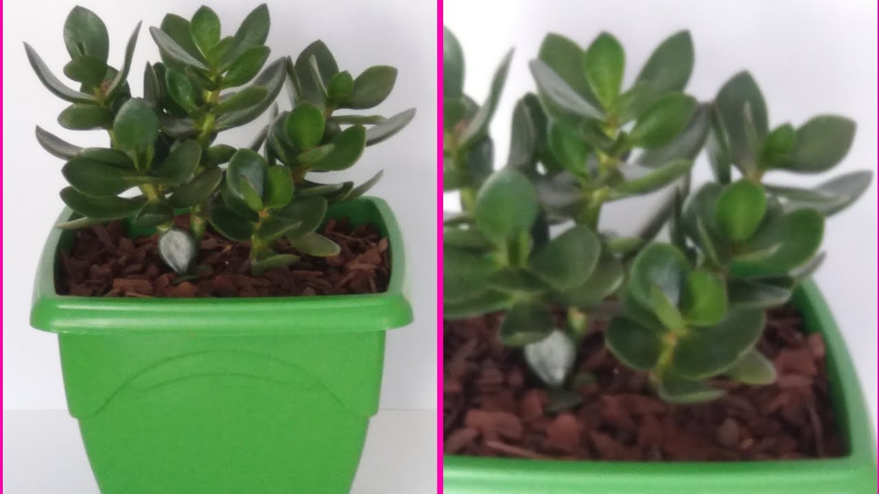 JADE.COMO PLANTAR JADE Crassula ovata🌵🌿☘🍀⚘🌺🌹