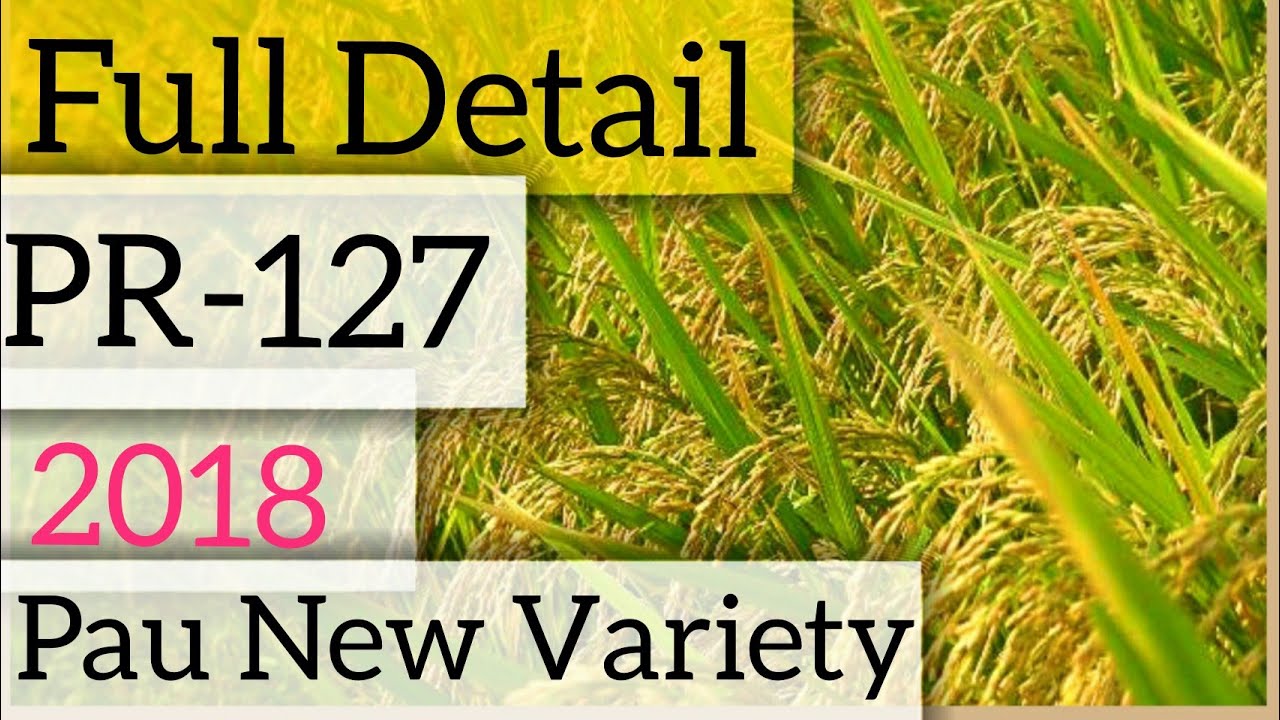 PR-127 ਦੀ ਪਨੀਰੀ ਲਾਉਣ ਦਾ ਸਹੀ ਸਮਾਂ ਸ਼ੇਅਰ ਜਰੂਰ ਕਰਿਓ| #paddy Nursery timing of Pr127 variety
