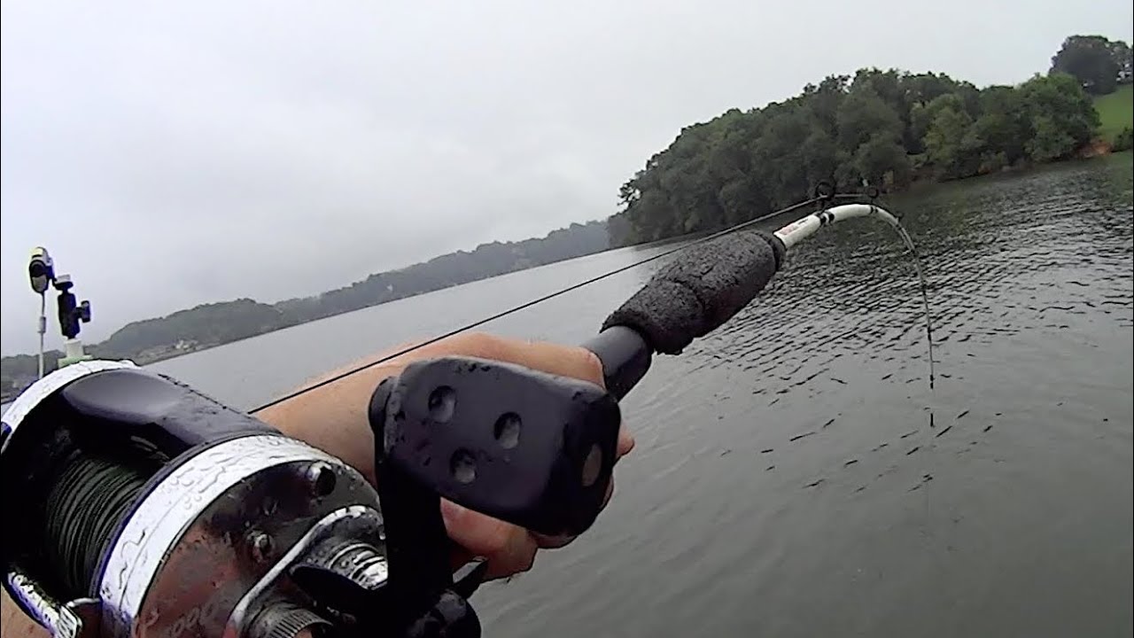 Catching Daytime Flatheads in the Rain
