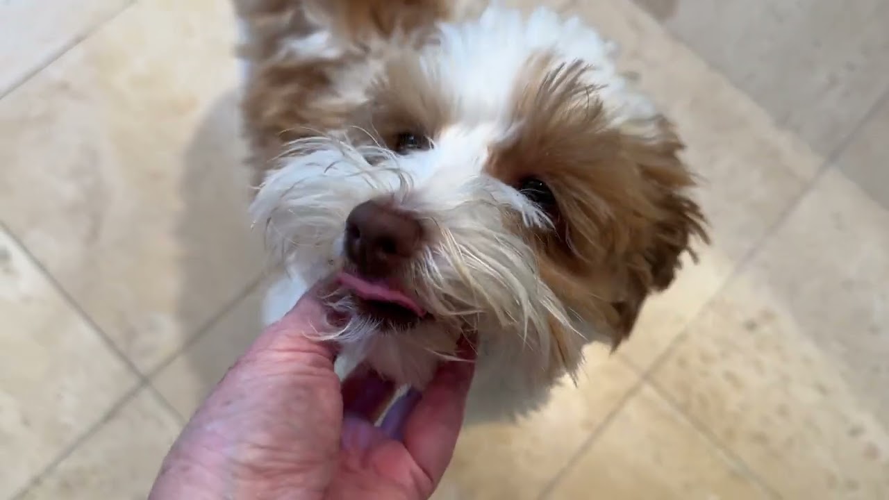 SVCC Schnauzer & Schnoodle Puppy Mommy Updates