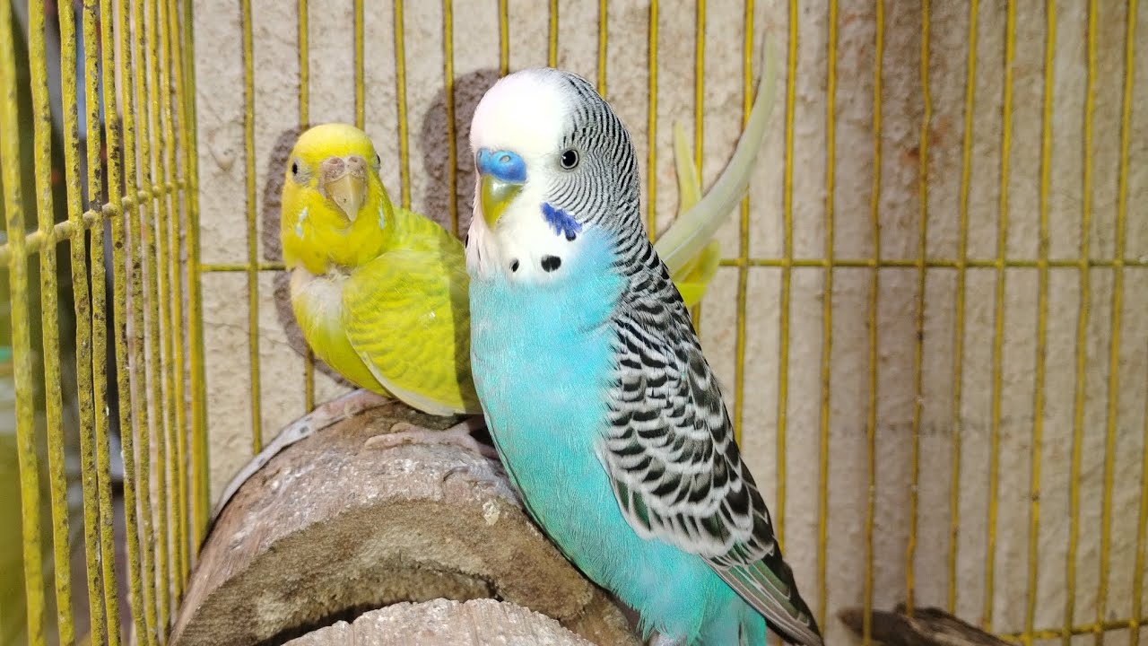 Nueva actualización en el aviario!! El aviario de Braulio 